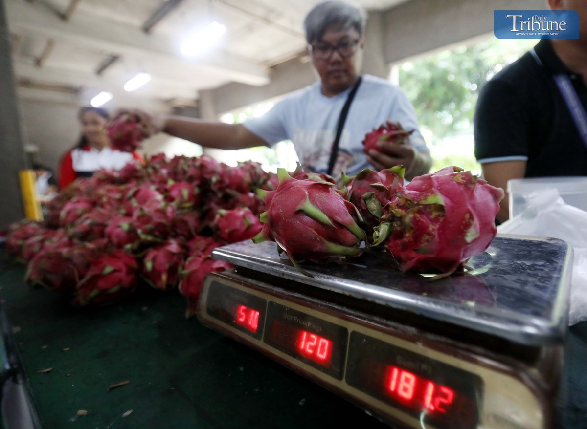 TRIBUNE-dragonfruits